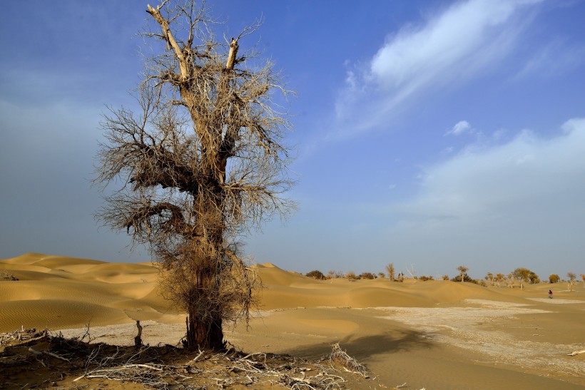 点击大图看下一张：新疆塔里木沙漠公路旁的胡杨树图片