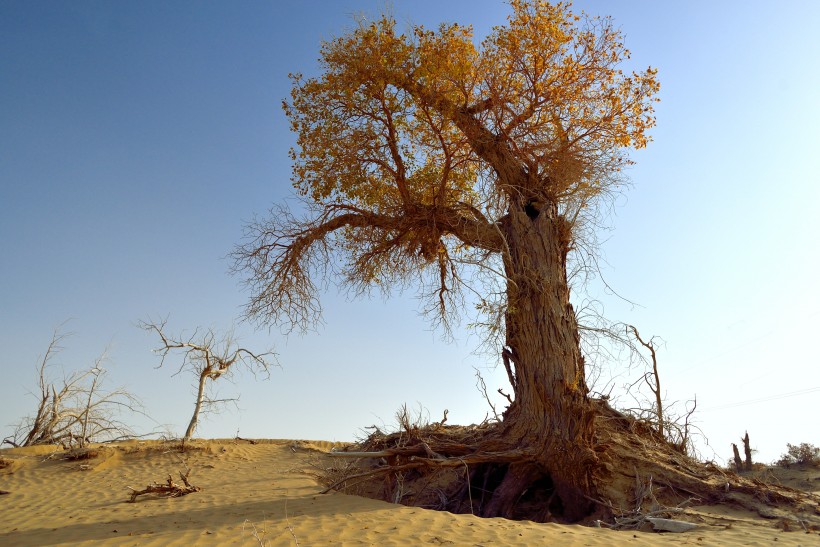 点击大图看下一张：新疆塔里木沙漠公路旁的胡杨树图片