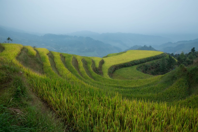 点击大图看下一张：广西桂林龙脊梯田风景图片