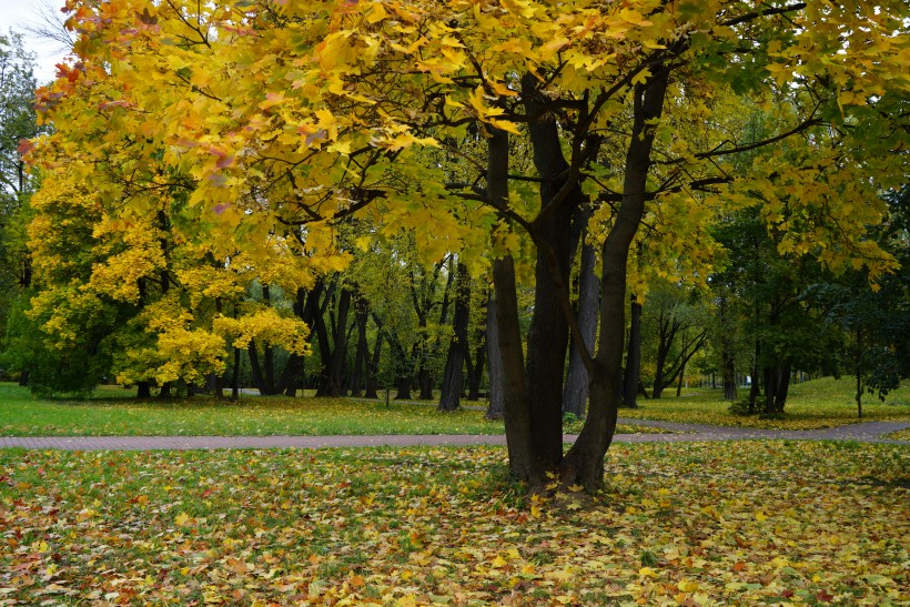 点击大图看下一张：秋天的俄罗斯风景图片