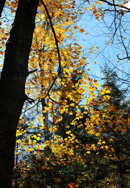 点击大图看下一张：美国佛蒙特州秋景图片