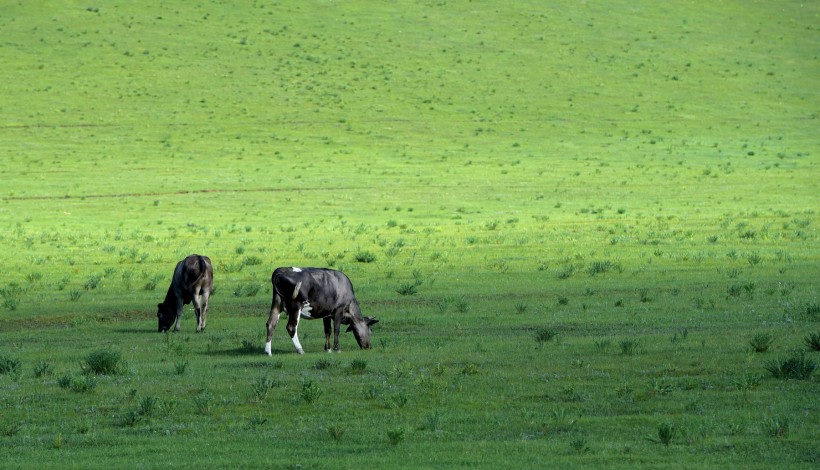 点击大图看下一张：内蒙古乌兰布统草原风景图片
