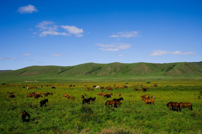 点击大图看下一张：乌兰木统草原放牧图片