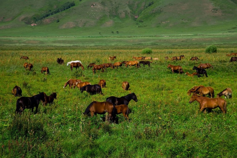 点击大图看下一张：乌兰木统草原放牧图片