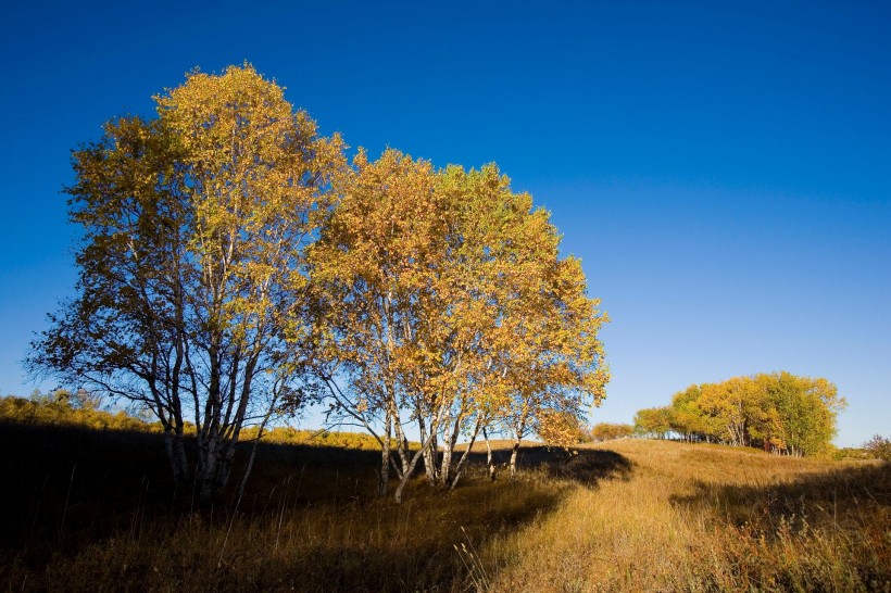 点击大图看下一张：乌兰木统的秋天图片