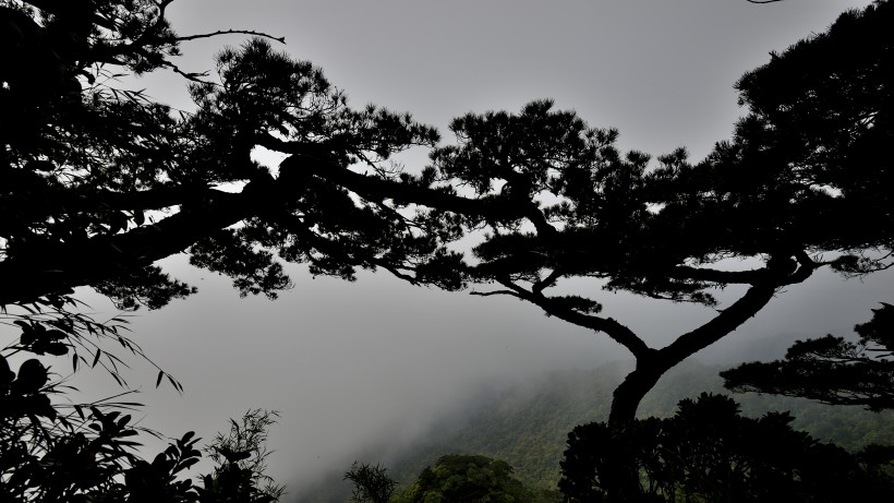 点击大图看下一张：广东五指山原始森林风景图片