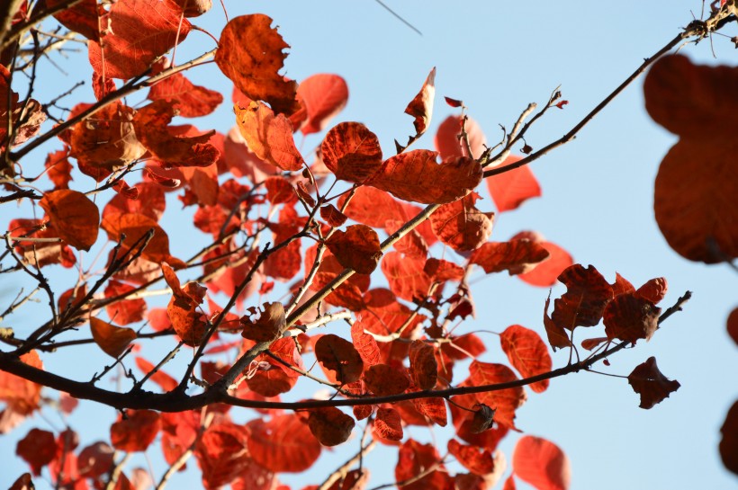 点击大图看下一张：大自然的馈赠北京香山红叶风景图片