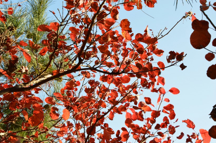 点击大图看下一张：大自然的馈赠北京香山红叶风景图片
