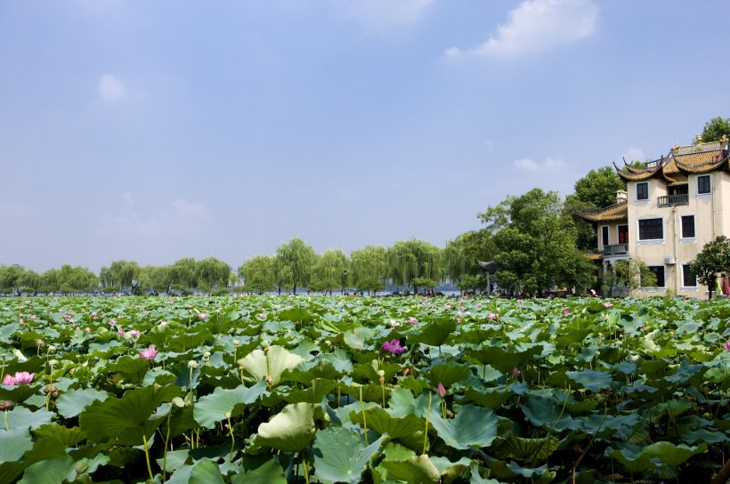 点击大图看下一张：杭州西湖的荷花图片