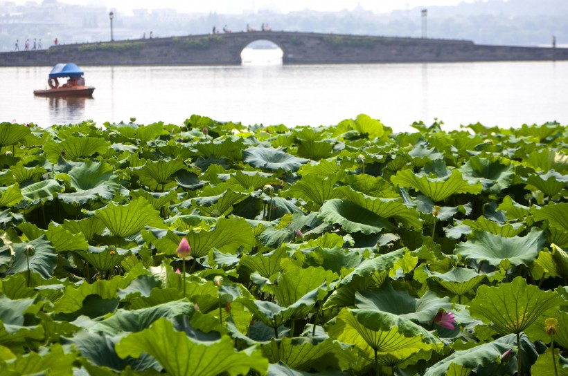 点击大图看下一张：杭州西湖的荷花图片