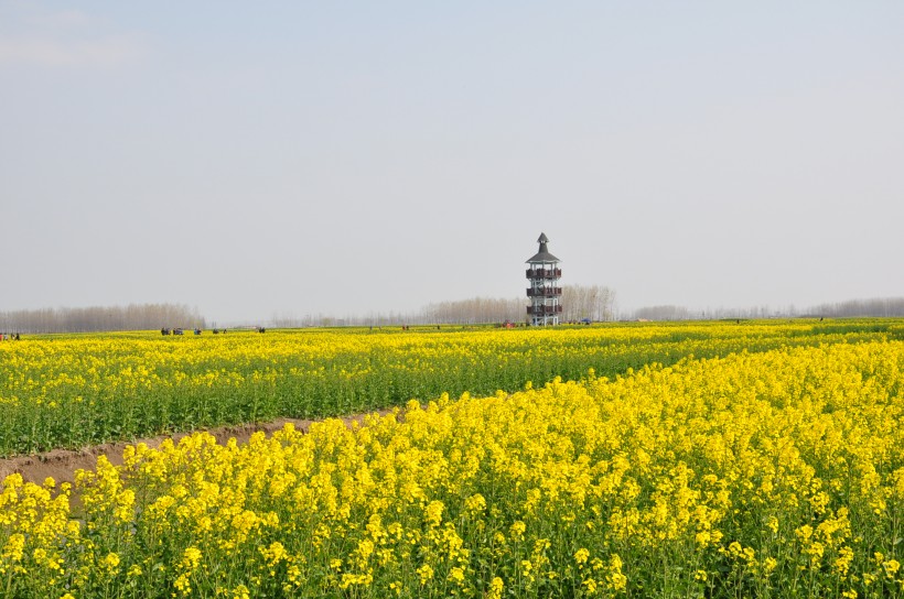 点击大图看下一张：兴化油菜花海风景图片