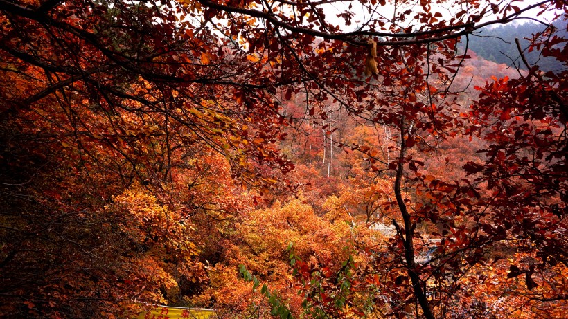 点击大图看下一张：甘肃兰州兴隆山秋季风景图片