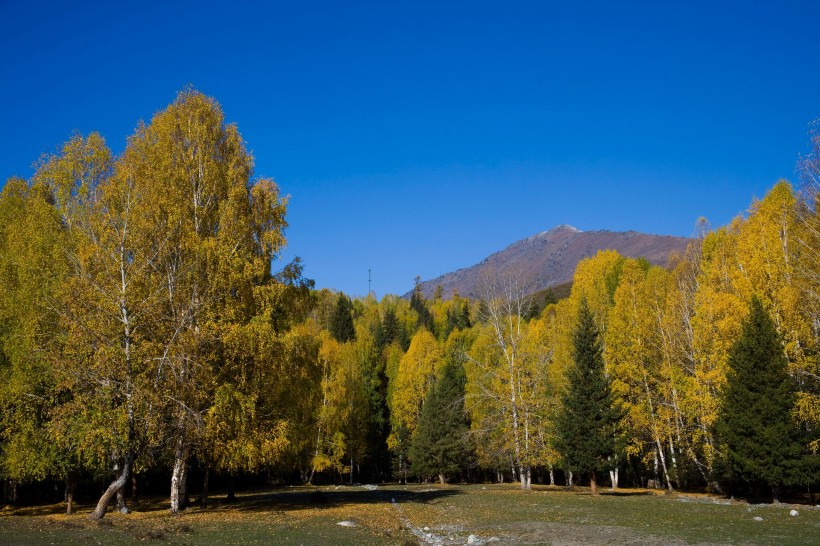 点击大图看下一张：新疆阿勒泰禾木图片