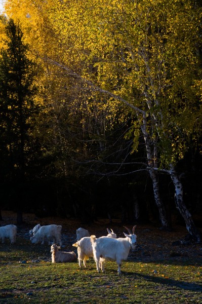 点击大图看下一张:新疆阿勒泰禾木图片