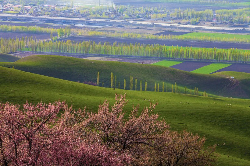 点击大图看下一张：新疆新源野杏林风景图片