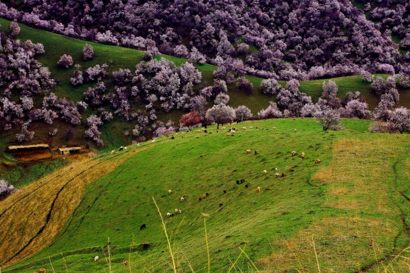 点击大图看下一张：新疆新源野杏林风景图片