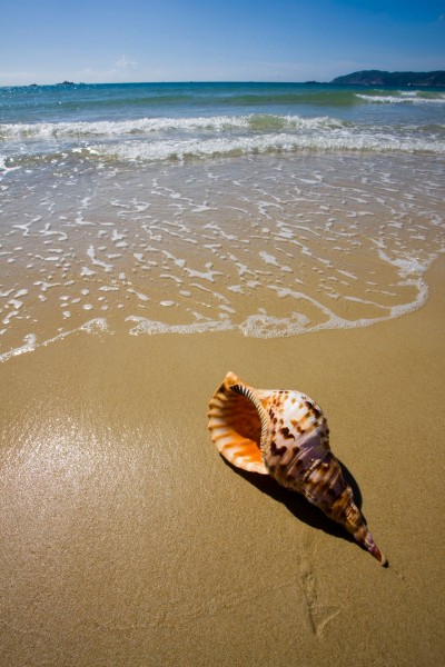 点击大图看下一张：三亚亚龙湾贝壳图片