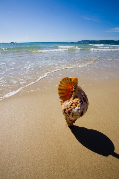 点击大图看下一张：三亚亚龙湾贝壳图片