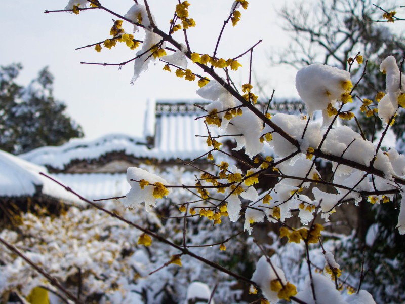 点击大图看下一张：扬州雪景图片