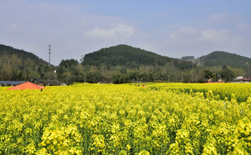 点击大图看下一张：四川崇州油菜花风景图片