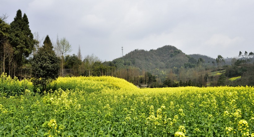 点击大图看下一张：四川崇州油菜花风景图片
