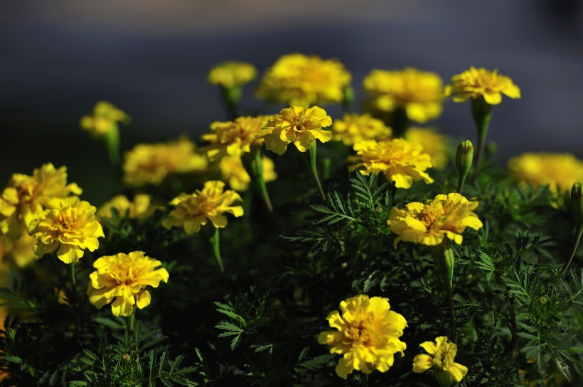 点击大图看下一张：深圳园博园花卉风景图片