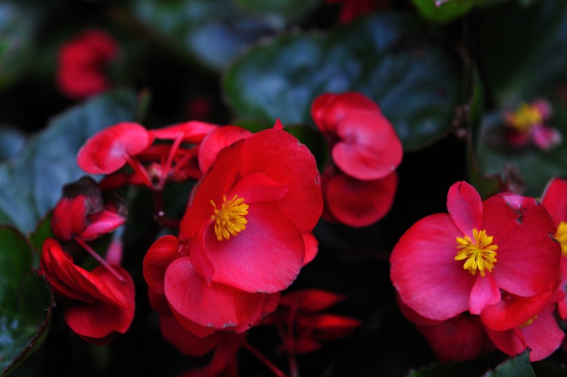 点击大图看下一张：深圳园博园花卉风景图片