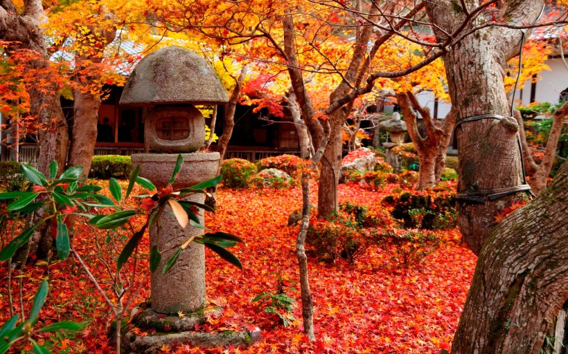 点击大图看下一张：京都圆光寺图片