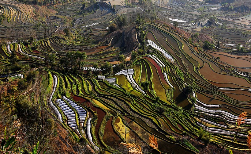 点击大图看下一张：云南元阳梯田风景图片