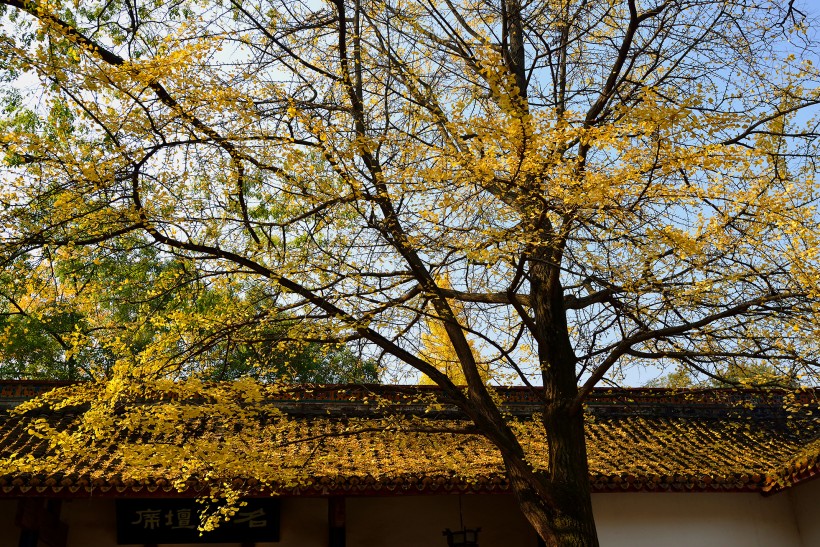 点击大图看下一张：湖南长沙岳麓书院风景图片