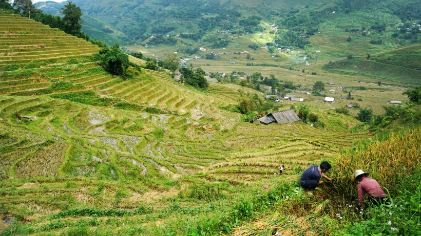 点击大图看下一张：越南山地梯田风景图片