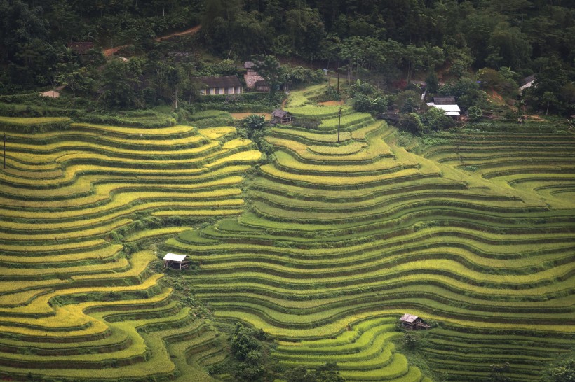 点击大图看下一张：越南稻田风景图片