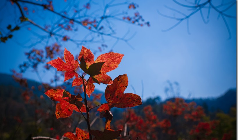点击大图看下一张：广东云髻山红叶风景图片