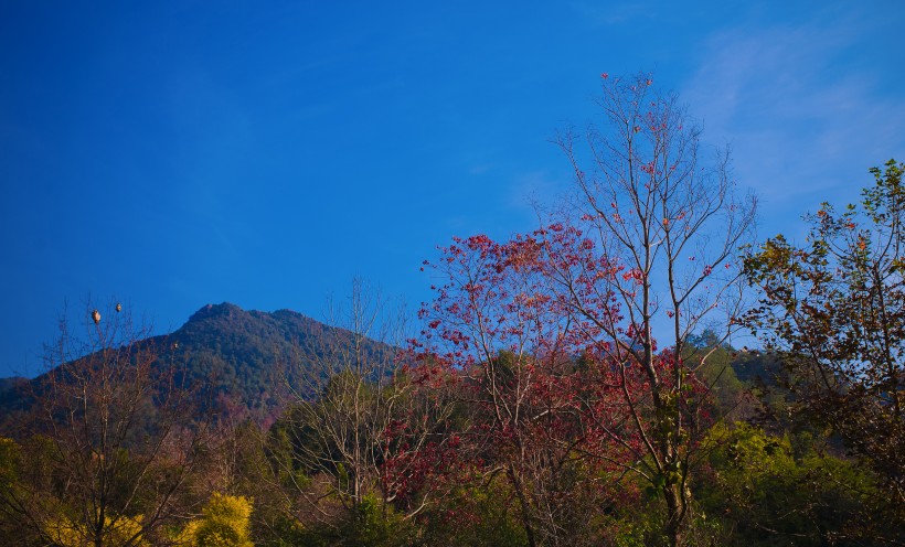 点击大图看下一张：广东云髻山红叶风景图片