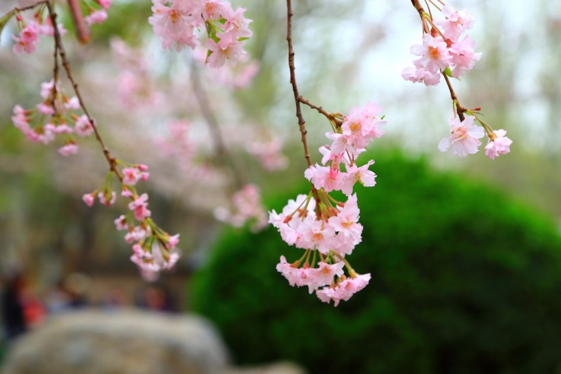 点击大图看下一张：北京玉渊潭公园樱花风景图片