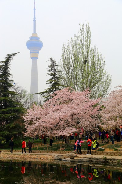 点击大图看下一张：北京玉渊潭公园樱花风景图片