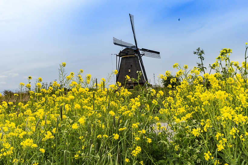 点击大图看下一张：荷兰桑斯安斯风车村风景图片