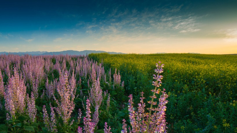 点击大图看下一张：新疆昭苏草原风景图片
