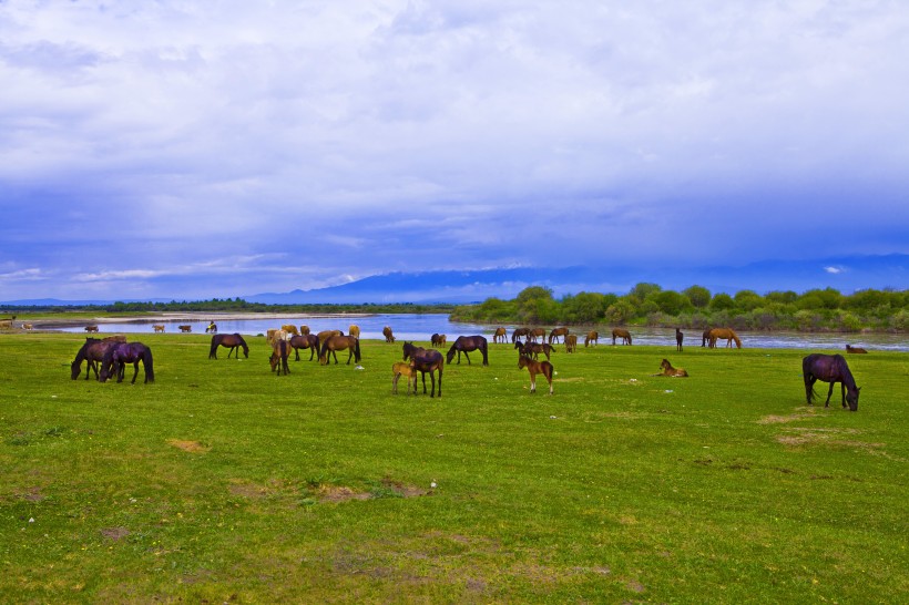 点击大图看下一张：新疆昭苏草原风景图片