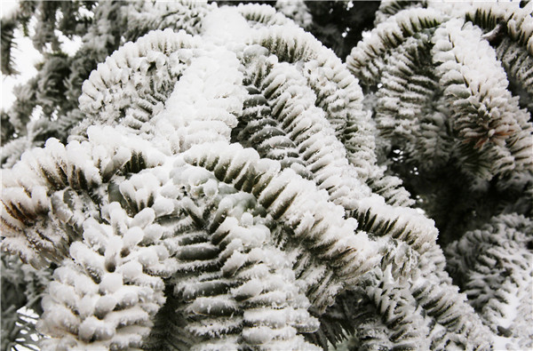 点击大图看下一张：重庆三峡芝兰谷雪景图片