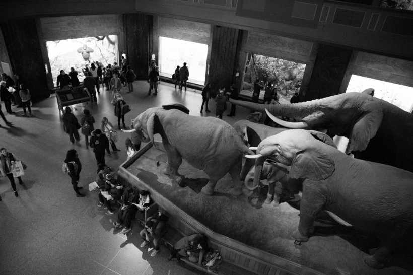 点击大图看下一张：美国自然史博物馆内部图片