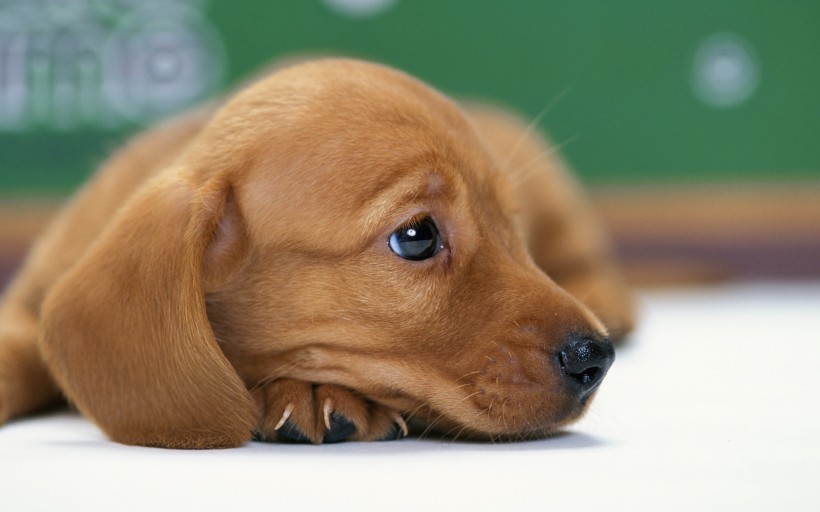点击大图看下一张：可爱的腊肠犬图片