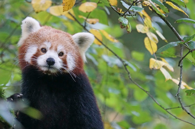 点击大图看下一张:活泼可爱的小熊猫图片