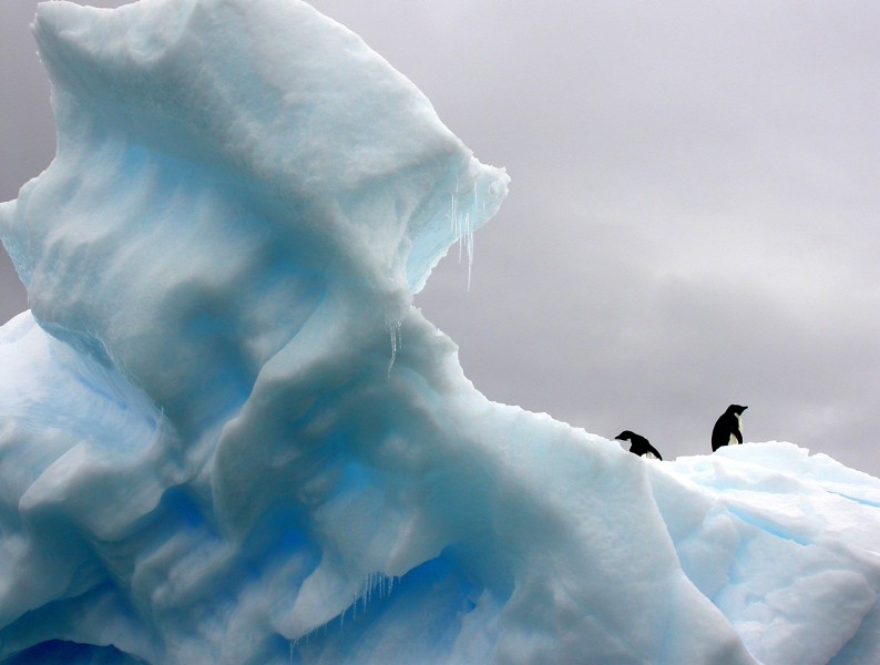 点击大图看下一张：聪明可爱的企鹅图片