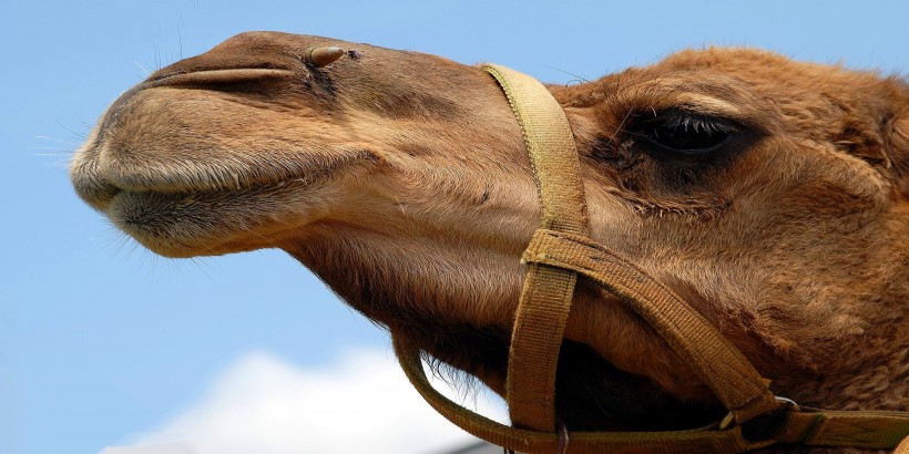点击大图看下一张：骆驼的面部图片