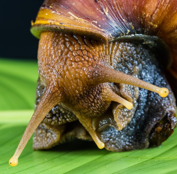 点击大图看下一张：危害极大的非洲大蜗牛图片