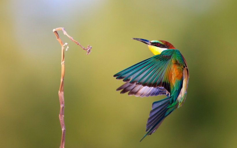 点击大图看下一张：休憩的翠鸟图片