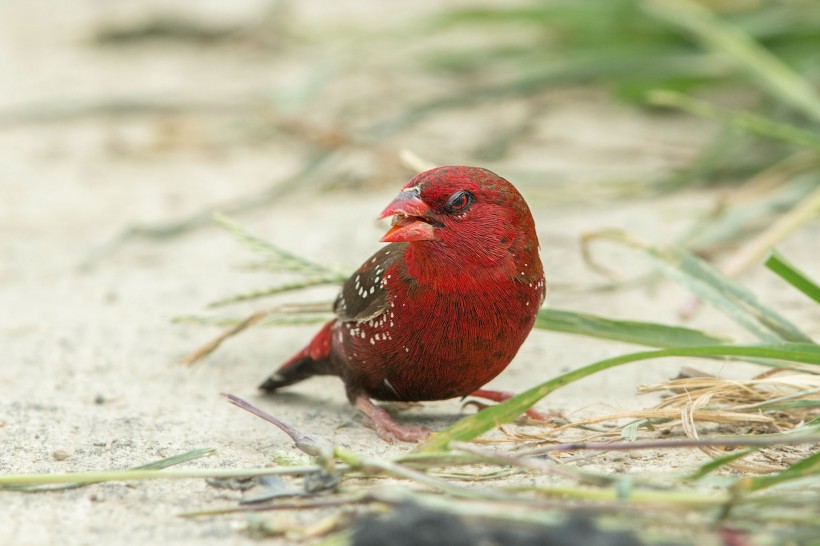 点击大图看下一张：红梅花雀鸟类图片
