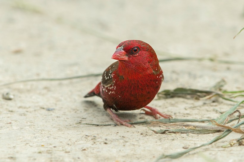 点击大图看下一张：红梅花雀鸟类图片