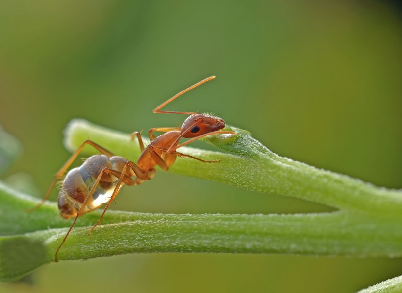 点击大图看下一张：通体半透明的长角捷蚁图片